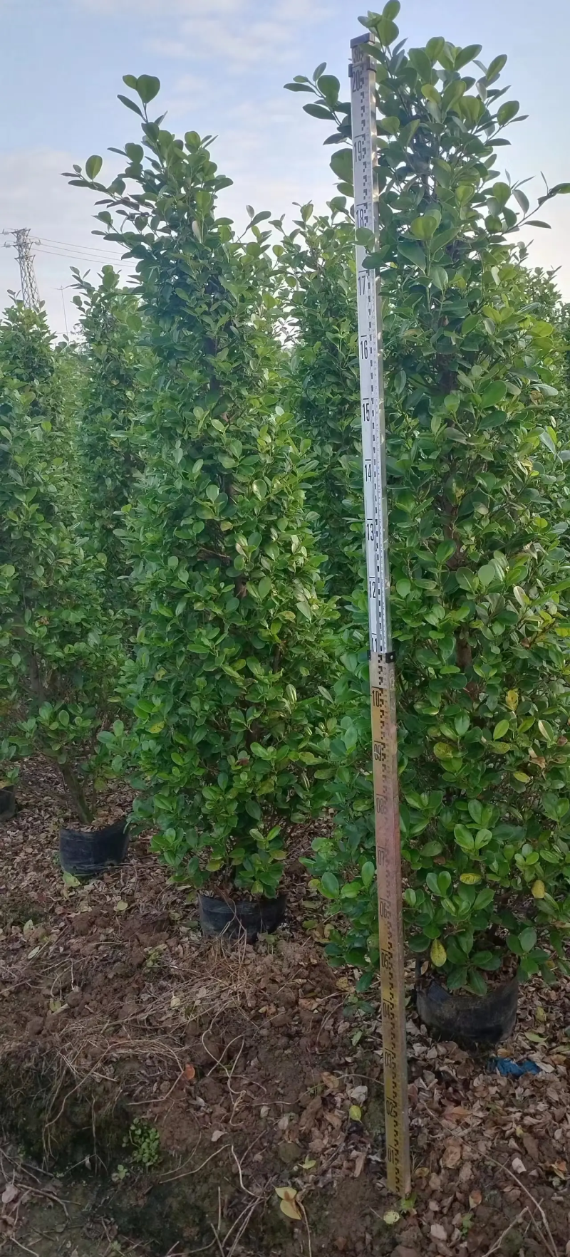 【推荐】广东肇庆火山榕，自家基地种植欢迎进店选购电联