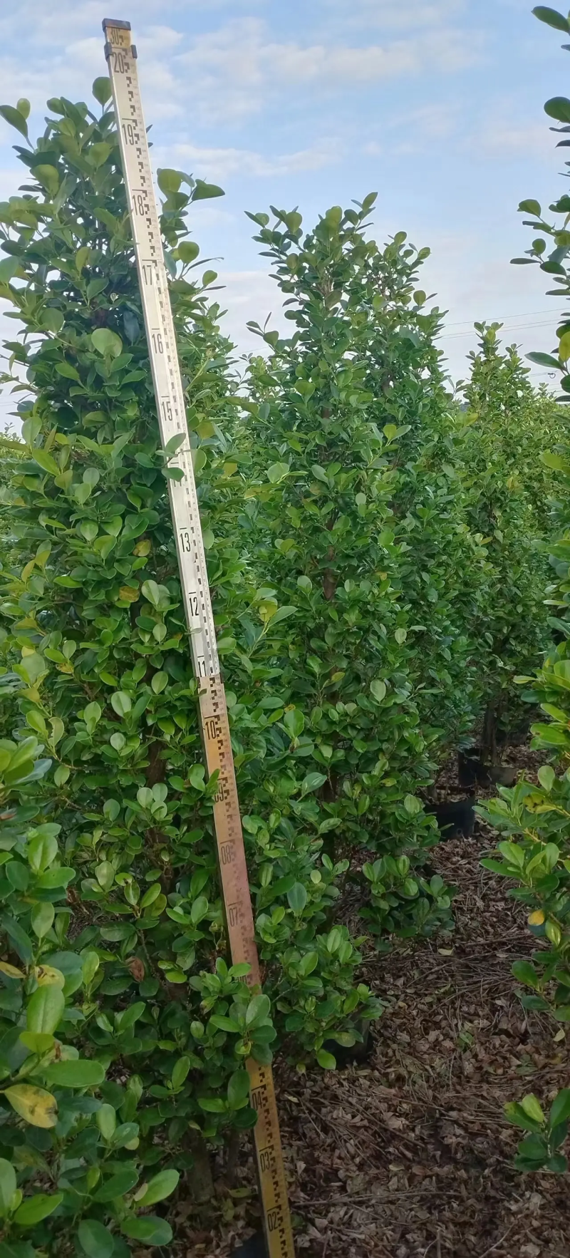【推荐】广东肇庆火山榕，自家基地种植欢迎进店选购电联