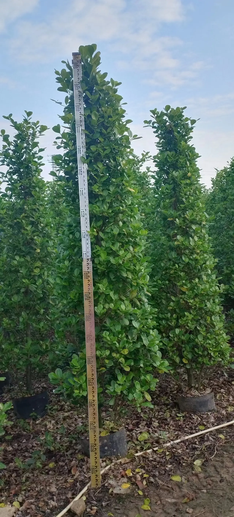 【推荐】广东肇庆火山榕，自家基地种植欢迎进店选购电联