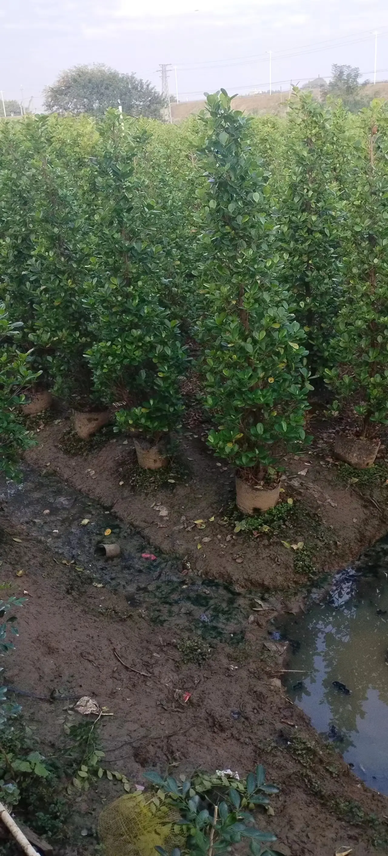 【推荐】广东肇庆火山榕，自家基地种植欢迎进店选购电联
