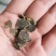 【优质菜籽饼】产地直发货源充足量大从优欢迎选购