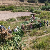 【优质芦甘草】产地直发货源充足量大从优欢迎选购