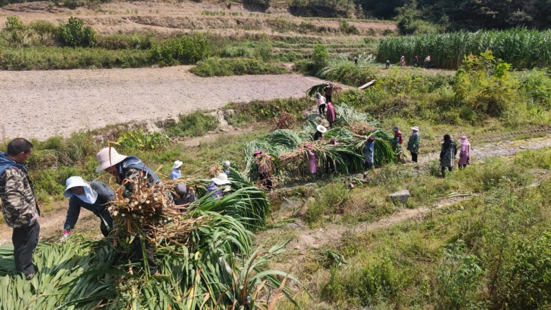 【优质芦甘草】产地直发货源充足量大从优欢迎选购