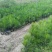 【推荐】江西湿地松苗基地直销，品质保证支持视频看货