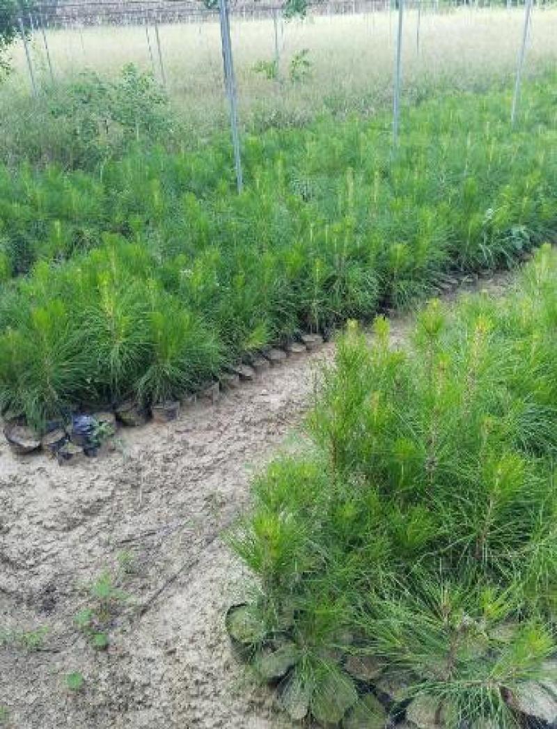 【推荐】江西湿地松苗基地直销，品质保证支持视频看货
