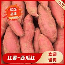 山东临沂精品红薯西瓜红大量上市纯沙土地种植
