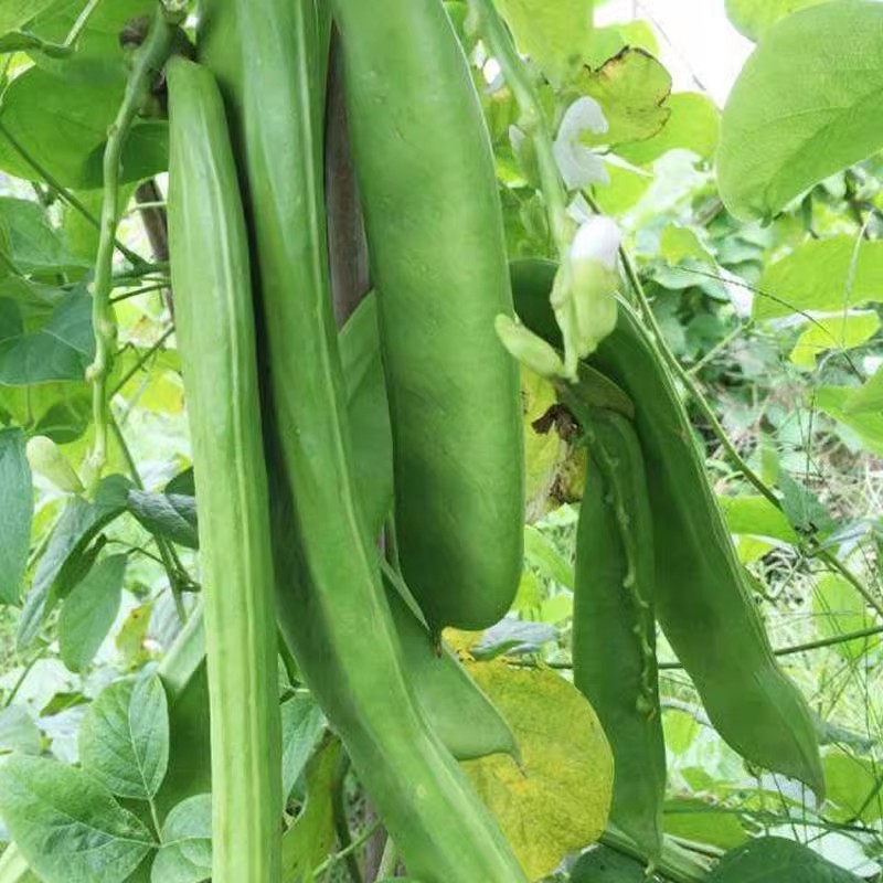 绿宝刀豆种子巨型豆角种籽肉厚质嫩耐高温豆荚刀形翠绿高产