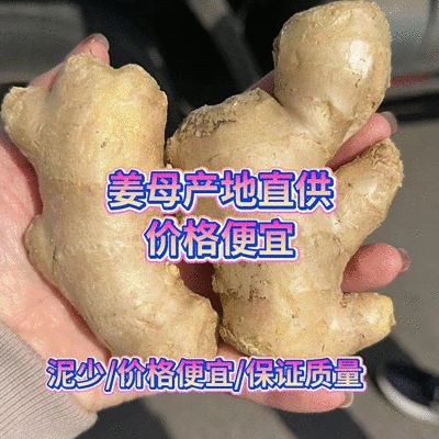 姜母大量批发鲜姜电商/外贸/批发市场/商超坏烂包赔