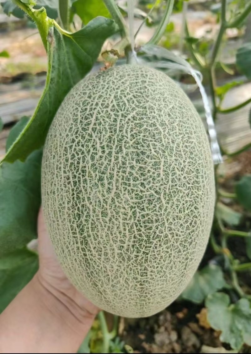 【热卖】海南晓蜜25哈密瓜，个大瓜甜，供应电商货量充足