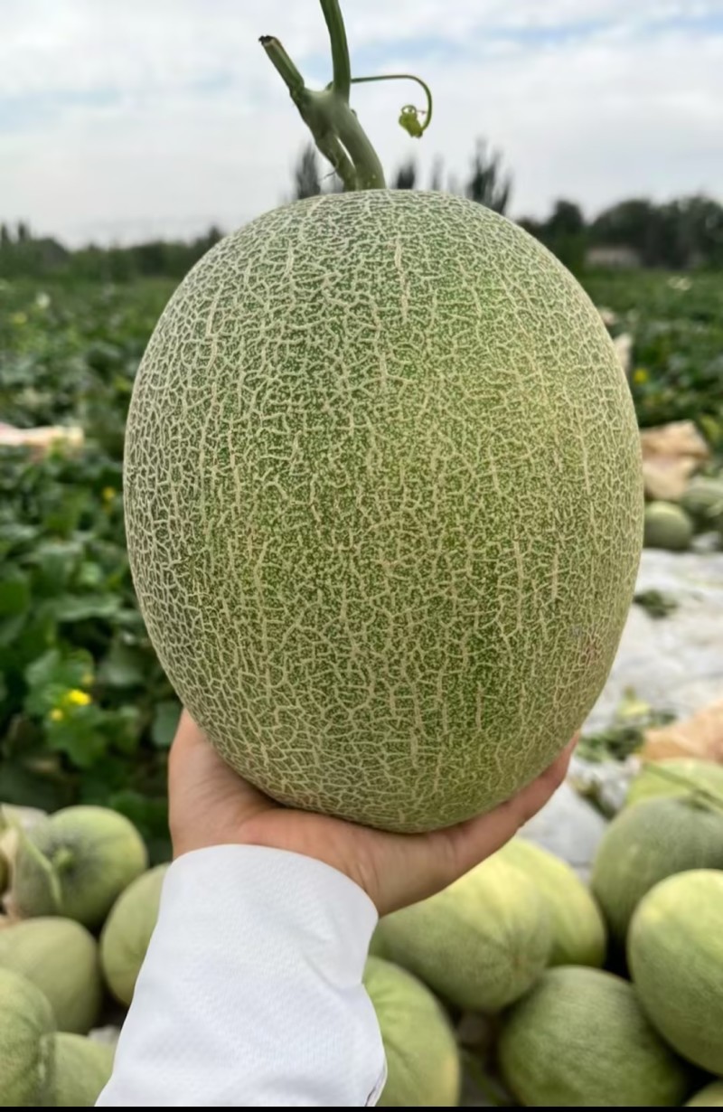 【热卖】海南晓蜜25哈密瓜，个大瓜甜，供应电商货量充足