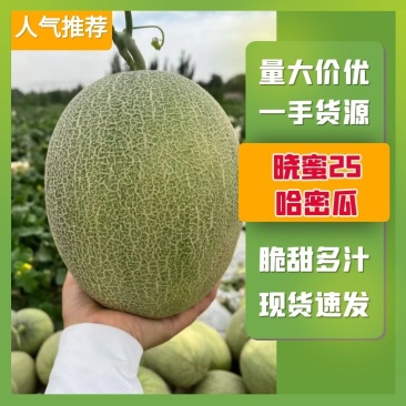 【热卖】海南晓蜜25哈密瓜，个大瓜甜，供应电商货量充足