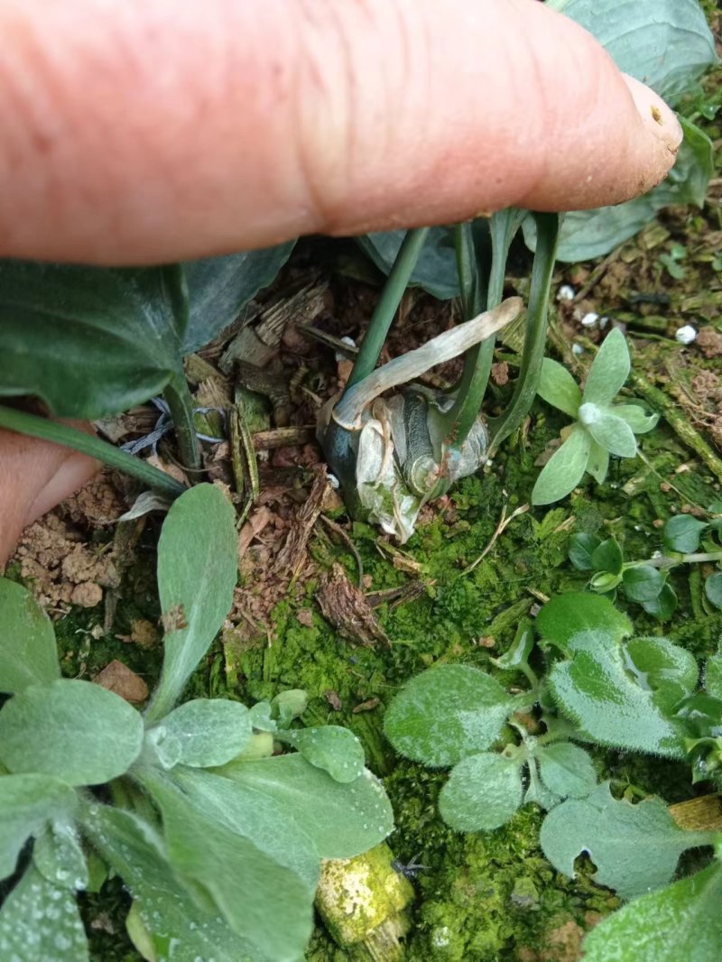 黄精苗质量保证牛商推荐产地直销以质论价现摘现发
