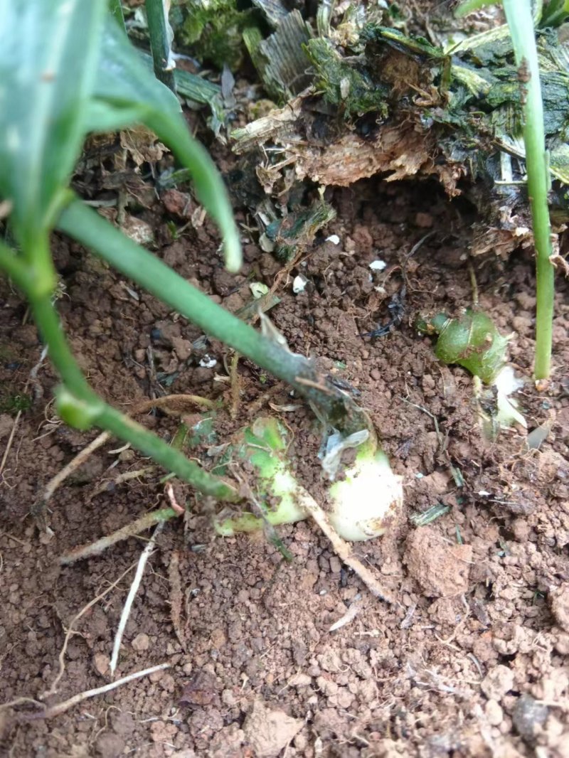 黄精苗质量保证牛商推荐产地直销以质论价现摘现发