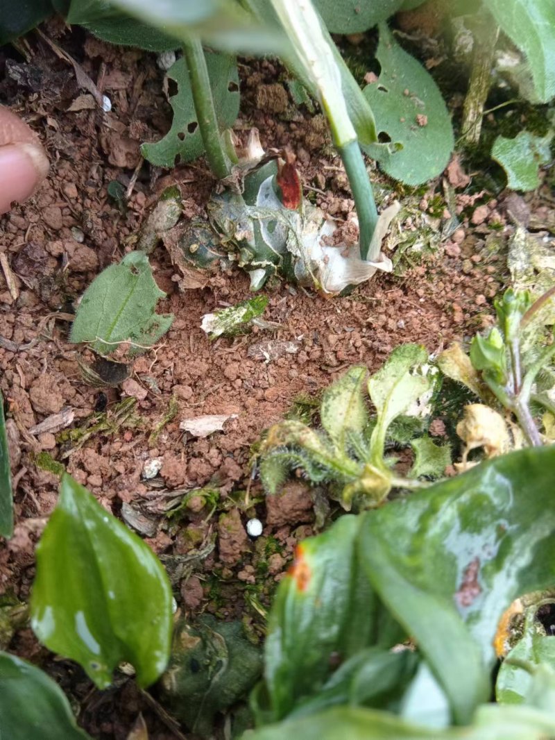 黄精苗质量保证牛商推荐产地直销以质论价现摘现发