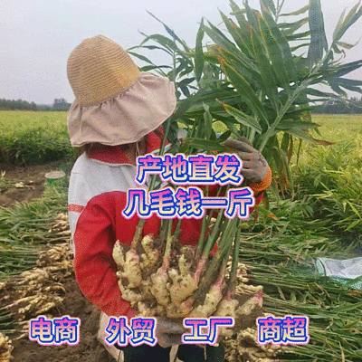 《山东大黄姜》黄姜块大质量好电商批发商超全国发货