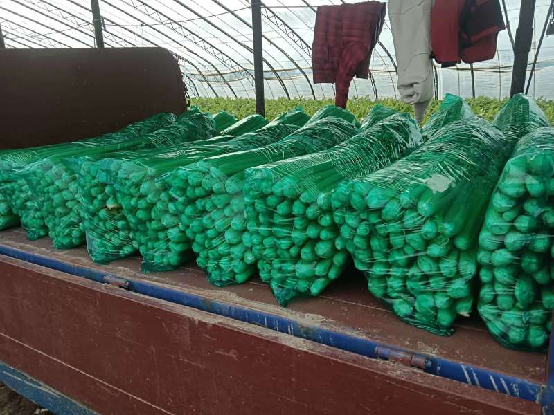 西芹河南安阳本地西芹大量供应来电订货价格优惠品质保证诚信