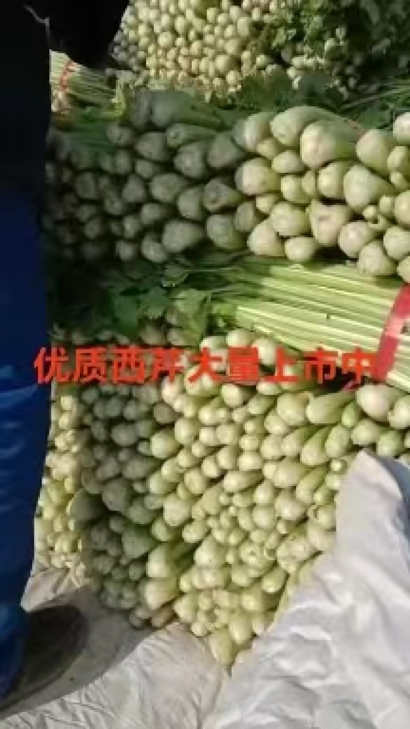 西芹河南安阳本地西芹大量供应来电订货价格优惠品质保证诚信