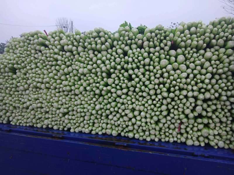 西芹河南安阳本地西芹大量供应来电订货价格优惠品质保证诚信
