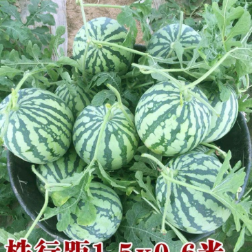 8424麒麟少籽西瓜种子无籽特大高产巨型甜王南方四季蔬菜