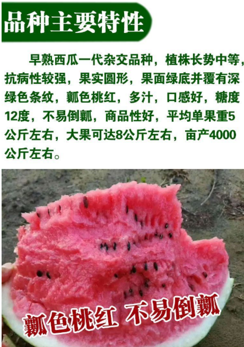 8424麒麟少籽西瓜种子无籽特大高产巨型甜王南方四季蔬菜