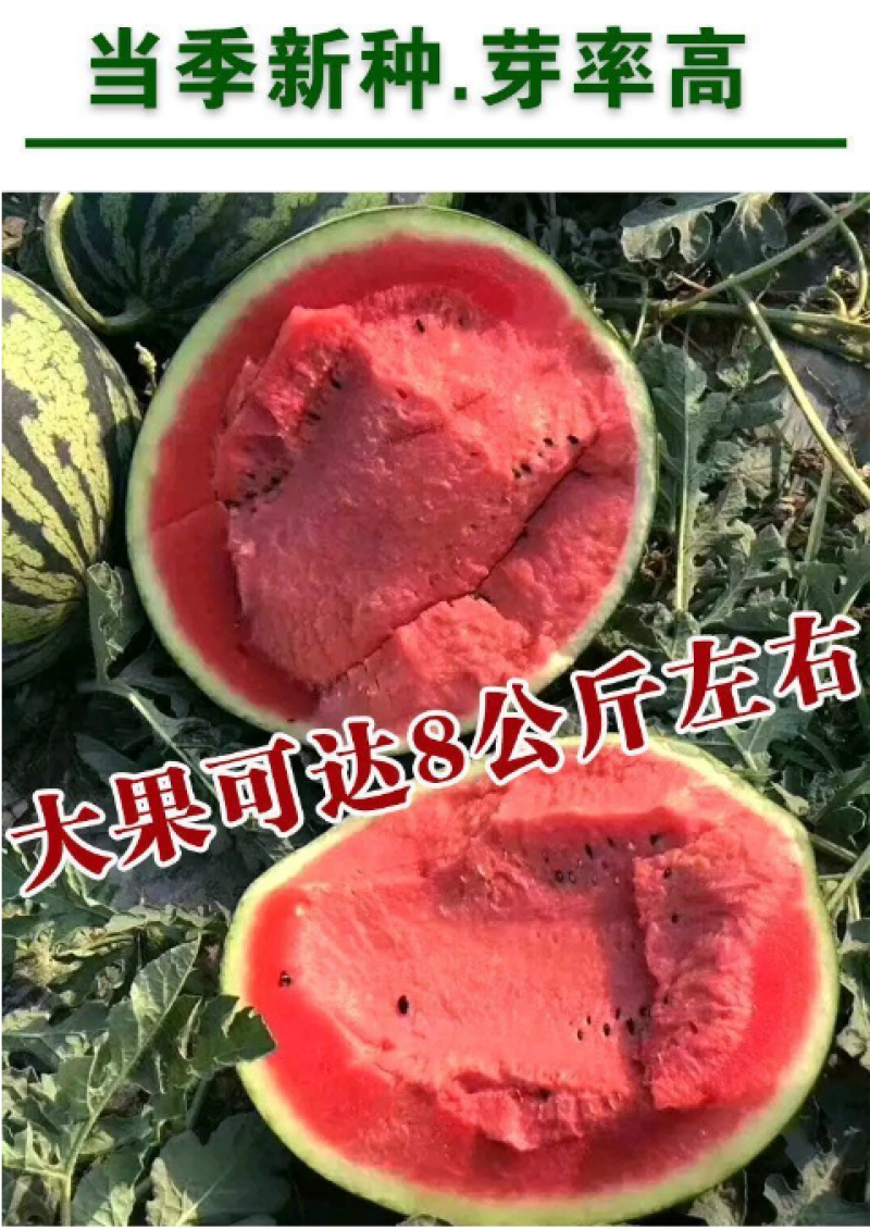 8424麒麟少籽西瓜种子无籽特大高产巨型甜王南方四季蔬菜