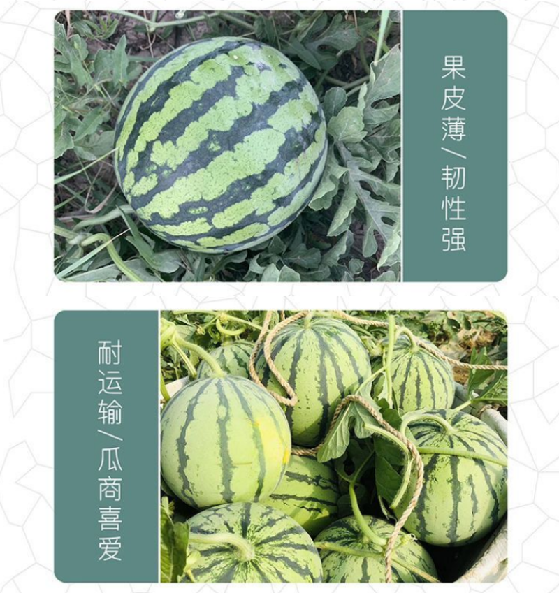 8424麒麟少籽西瓜种子无籽特大高产巨型甜王南方四季蔬菜