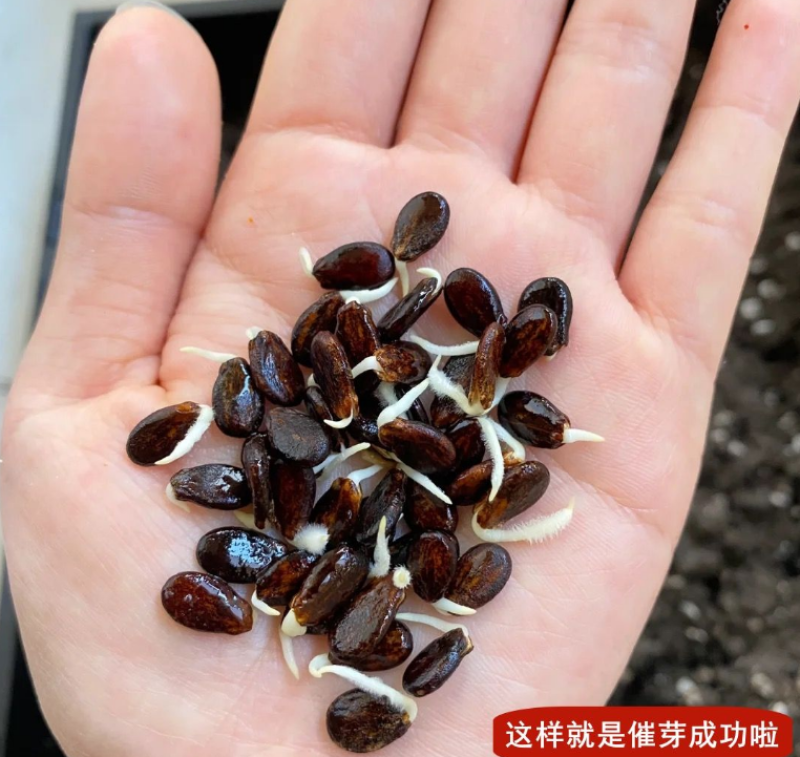 8424麒麟少籽西瓜种子无籽特大高产巨型甜王南方四季蔬菜