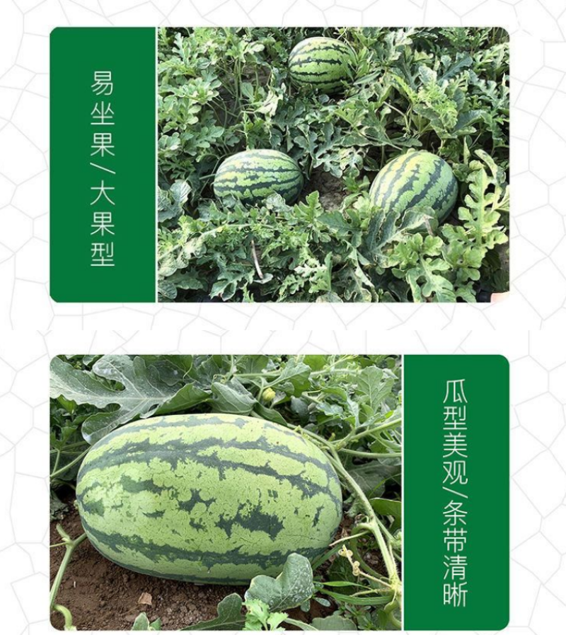 8424麒麟少籽西瓜种子无籽特大高产巨型甜王南方四季蔬菜