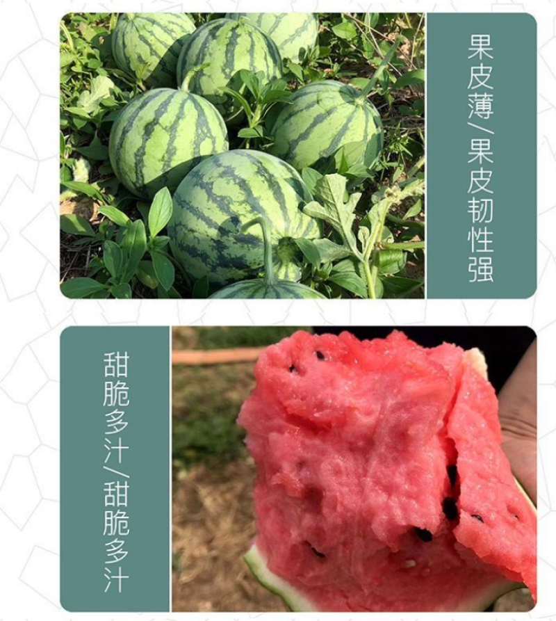 8424麒麟少籽西瓜种子无籽特大高产巨型甜王南方四季蔬菜