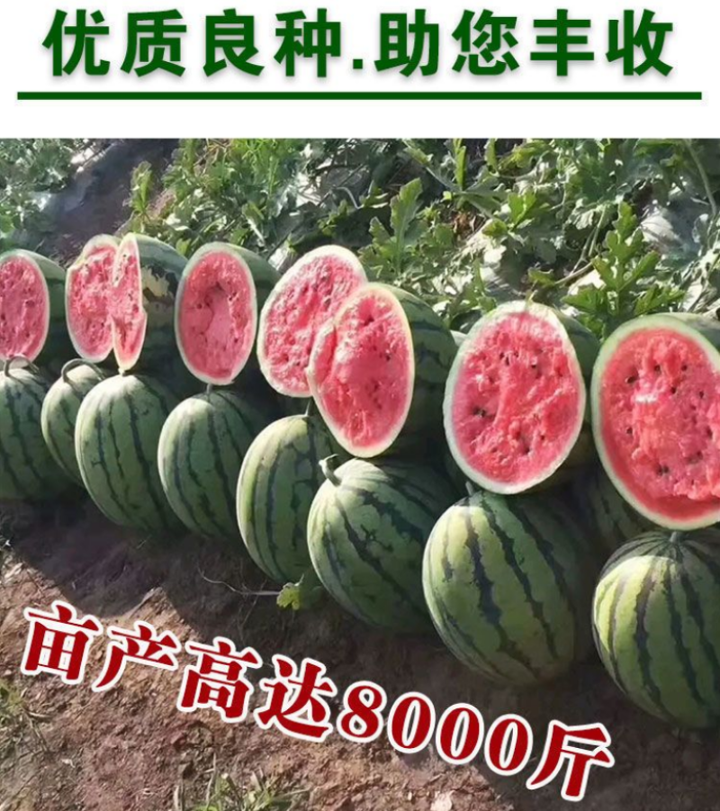 8424麒麟少籽西瓜种子无籽特大高产巨型甜王南方四季蔬菜