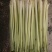 广西香茅草香味浓郁现割现发一手货源量大从优品质保证