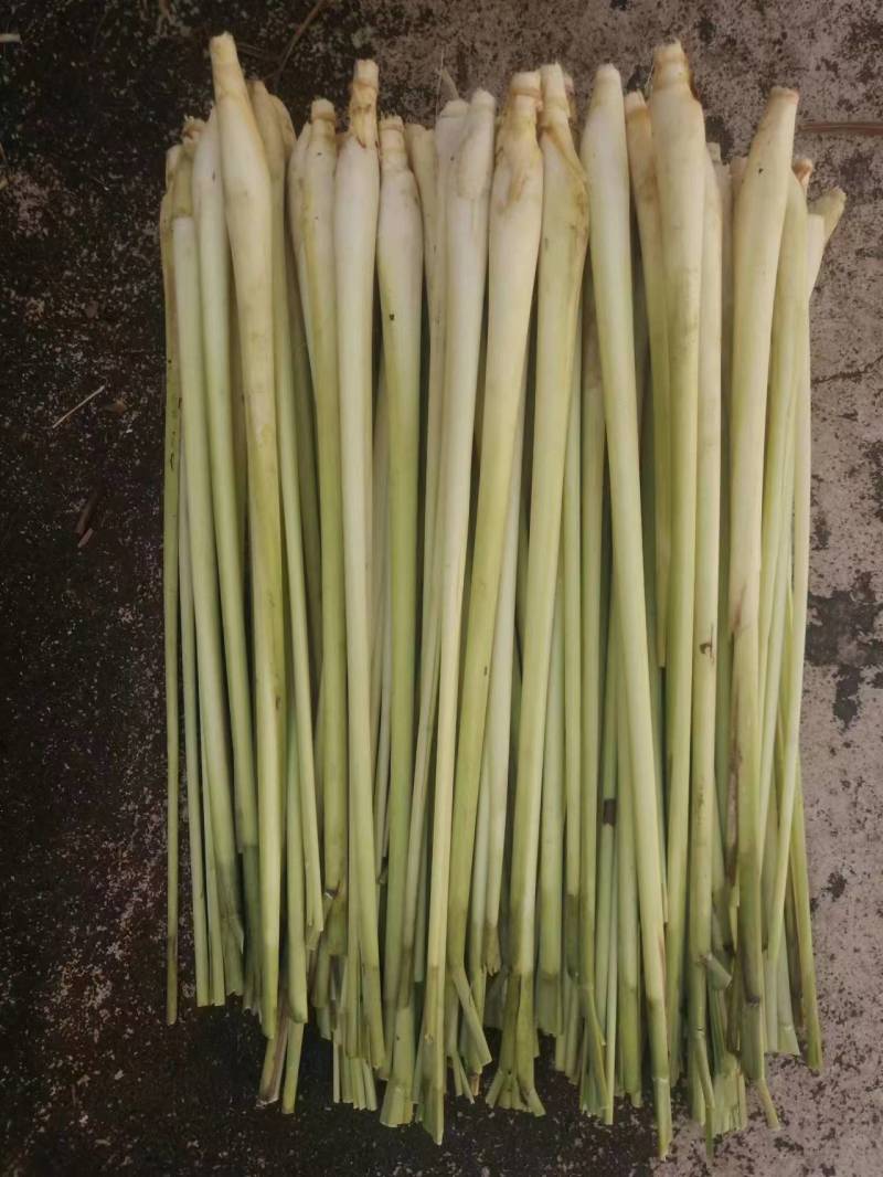 广西香茅草香味浓郁现割现发一手货源量大从优品质保证