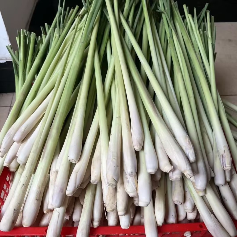 广西香茅草香味浓郁现割现发一手货源量大从优品质保证