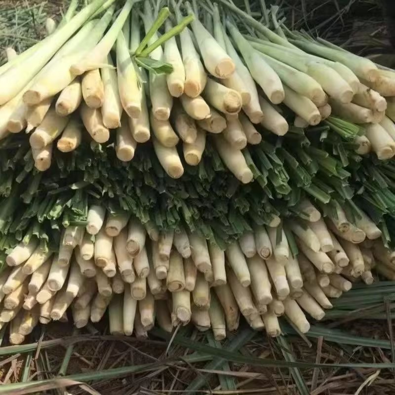 广西香茅草香味浓郁现割现发一手货源量大从优品质保证