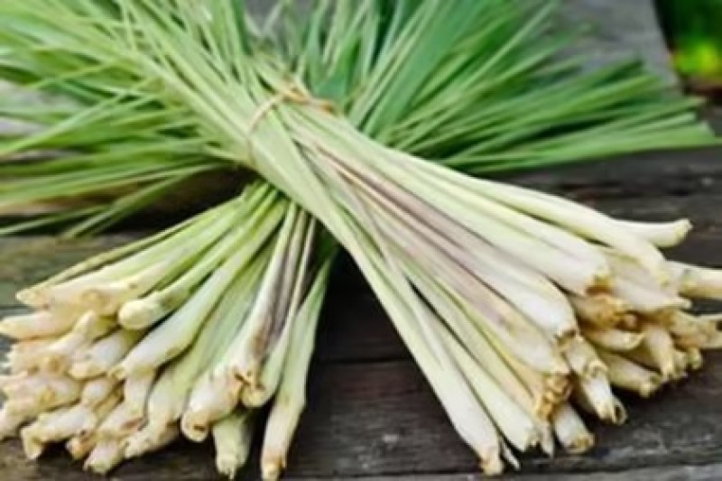 广西香茅草香味浓郁现割现发一手货源量大从优品质保证