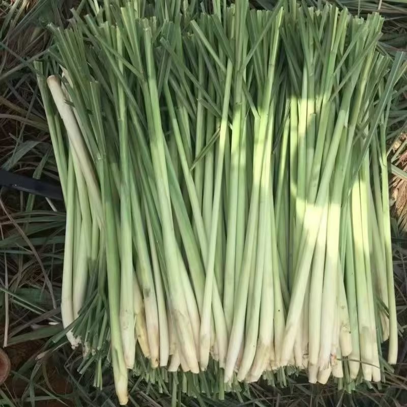 广西香茅草香味浓郁现割现发一手货源量大从优品质保证