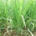 广西香茅草香味浓郁现割现发一手货源量大从优品质保证