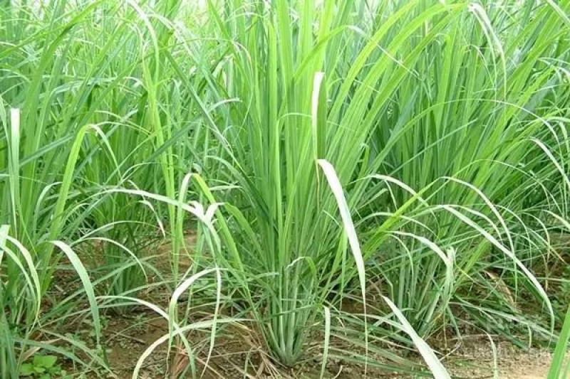 广西香茅草香味浓郁现割现发一手货源量大从优品质保证