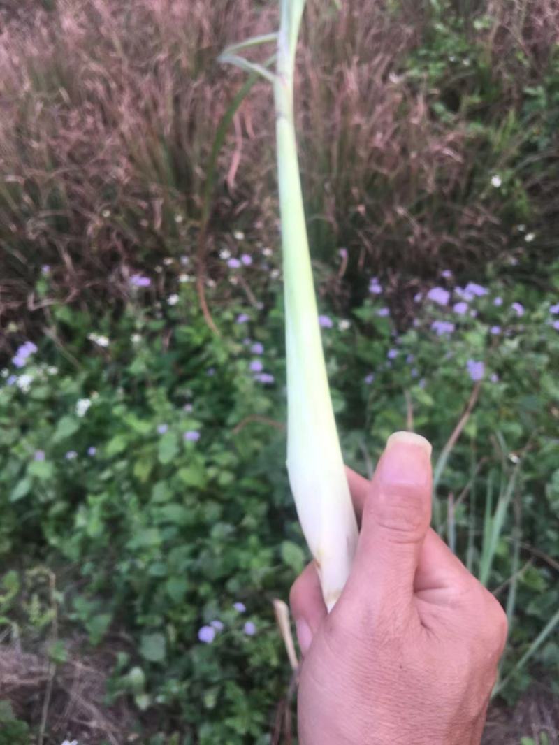 广西香茅草香味浓郁现割现发一手货源量大从优品质保证
