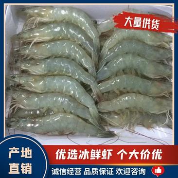 产地直发精品优选冰鲜虾可持续大量供货价格优惠欢迎咨询