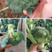 西兰花种籽春秋季花椰菜蔬菜种孑产量高耐寒绿菜花四季有机青