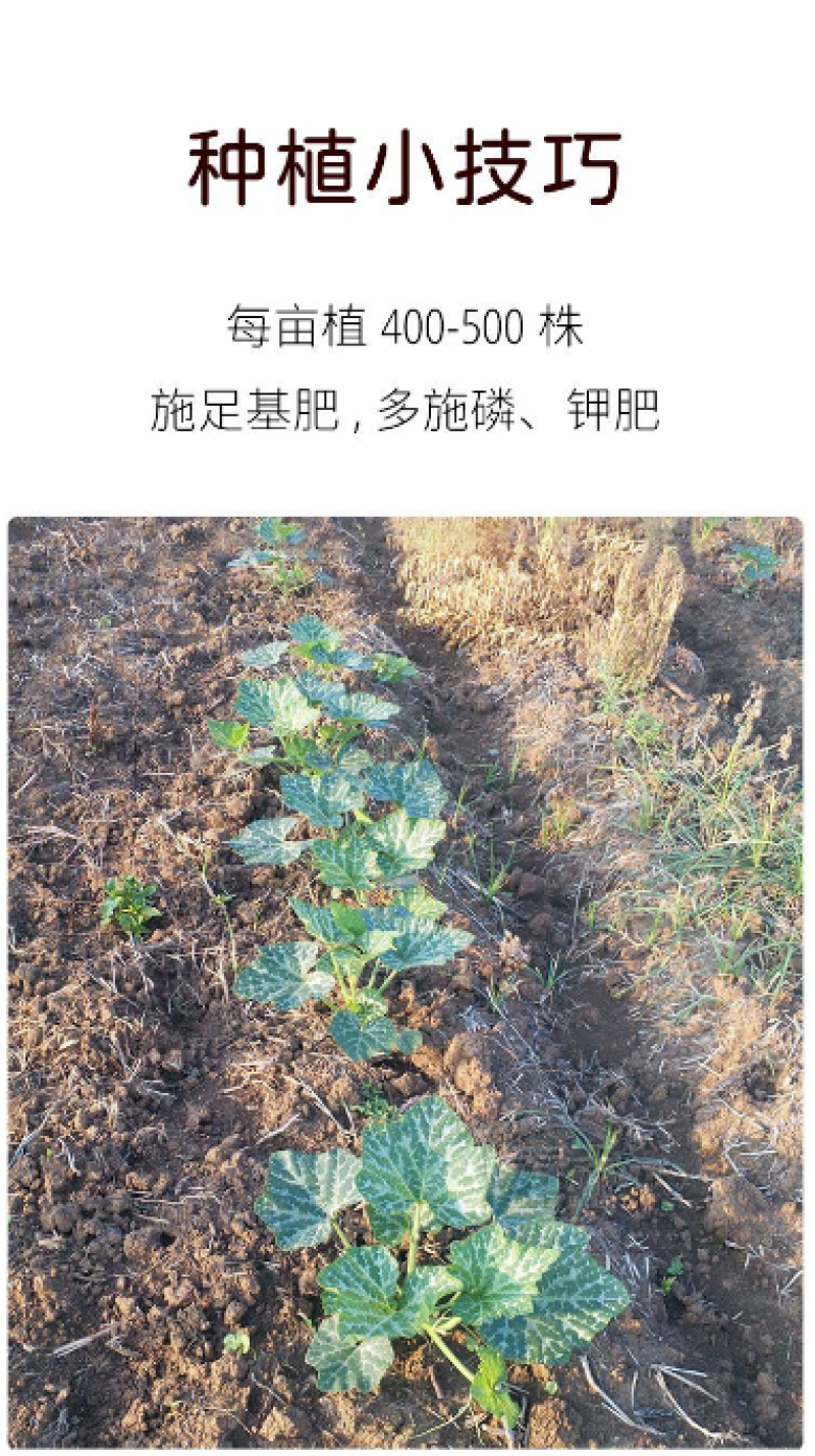 香芋南瓜种子甜粉糯香浓高产大田爬地搭架四季种蔬菜种孑包邮