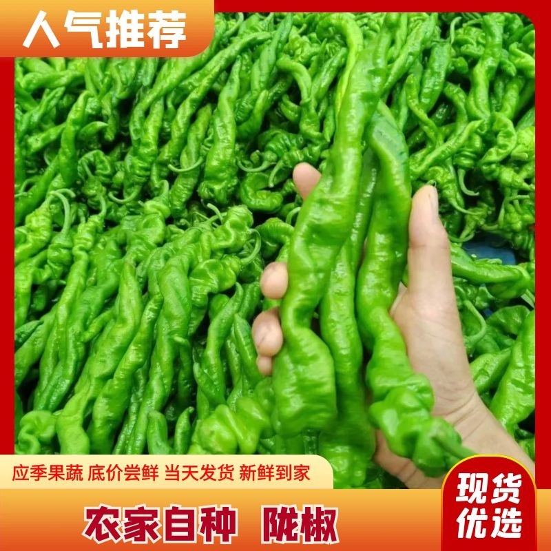 精品新苗辣椒、中陇椒、陇椒、螺丝椒、大量供应中