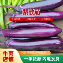【精品】茄子，紫色长茄，产地发货，大量供应，量大从优