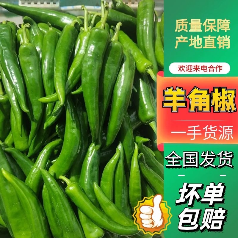 鲜辣椒，青皮尖椒、尖椒、羊角椒、质优价廉，品质保证