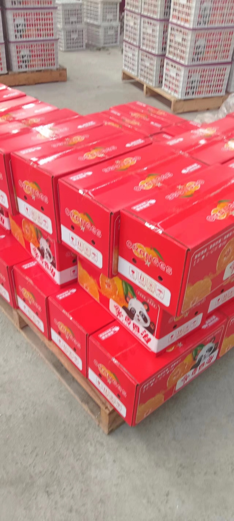 【精品】四川春见柑桔，耙耙柑，现摘现发可发全国，量大从优
