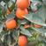四川血橙大量上市了口感甜颜色好欢迎全国各地客商前来购买