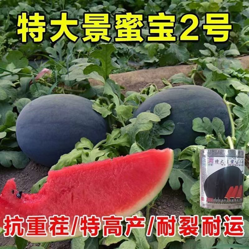 特大景蜜宝2号西瓜种子大果椭圆形黑绿色皮大红瓤西瓜种籽