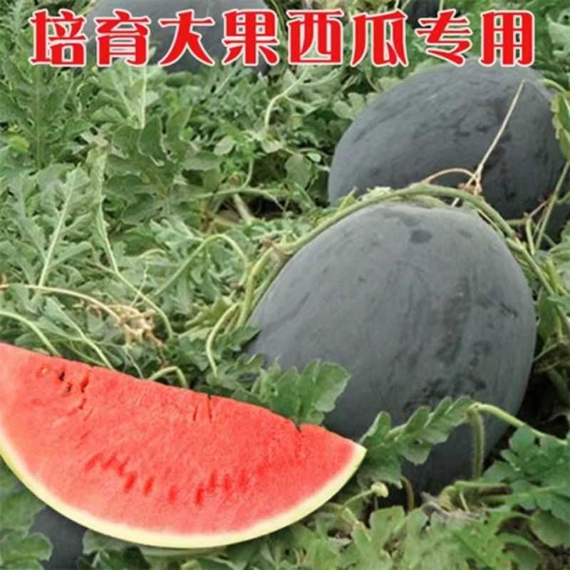 特大景蜜宝2号西瓜种子大果椭圆形黑绿色皮大红瓤西瓜种籽