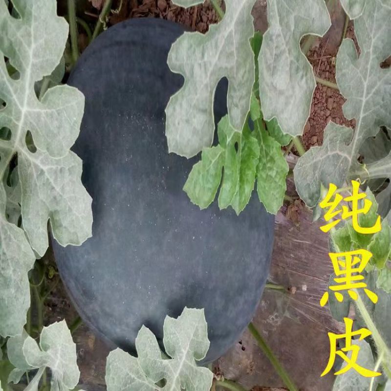 特大景蜜宝2号西瓜种子大果椭圆形黑绿色皮大红瓤西瓜种籽